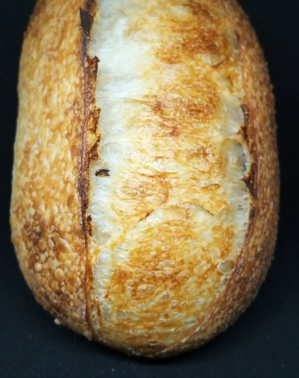 Golden sourdough loaf with a deep scored ear on a dark background